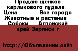 Продаю щенков карликового пуделя › Цена ­ 2 000 - Все города Животные и растения » Собаки   . Алтайский край,Заринск г.